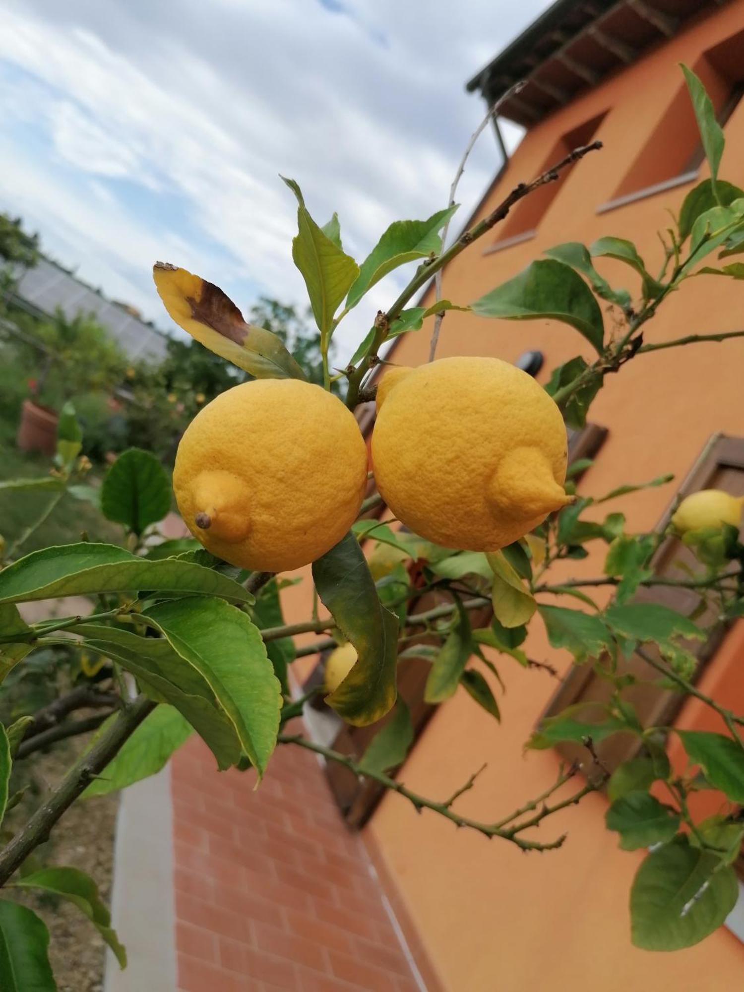 Villa Agriturismo Borgo Stella Montespertoli Exterior foto